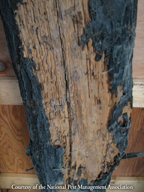 Termite damage