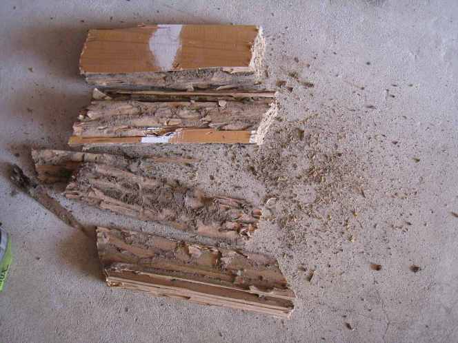 Hidden Termite Damage and Frass
